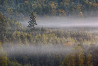 High angle view of trees in forest during foggy weather