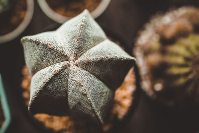Close-up of christmas decoration
