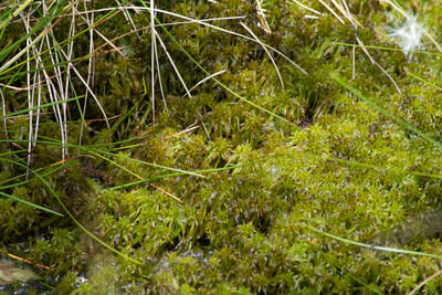 High angle view of grass in forest