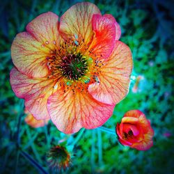 Close-up of orange flowers blooming outdoors