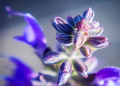 Close-up of purple flowers
