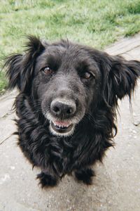 High angle portrait of dog on footpath