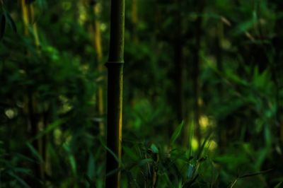 Close-up of bamboo plants in forest