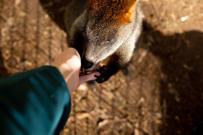 Close-up of hand feeding