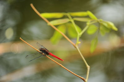 Close-up of dragonfly on plant