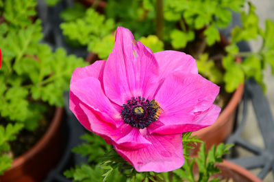 Close-up of pink flower blooming outdoors