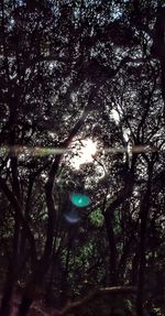 Low angle view of trees in forest