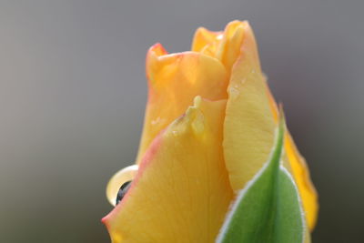 Macro shot of rose flower