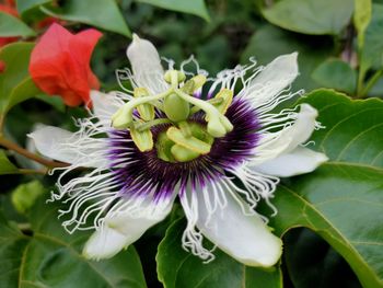 Close-up of bee on flower