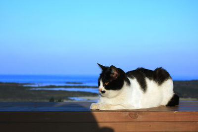 Close-up of cat by sea against sky