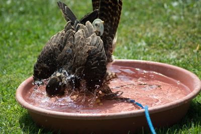 Close-up of falcon bathing in birdbath