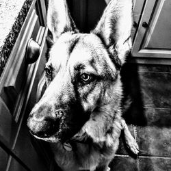 Close-up portrait of dog looking away