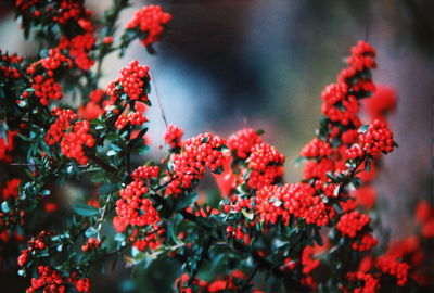 Close-up of red flowers