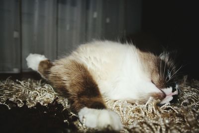 Close-up of cat sleeping on floor