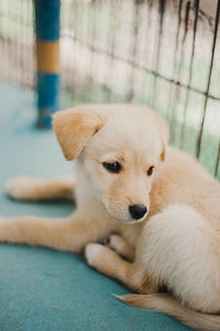 Close-up of a dog