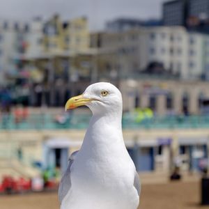 Close-up of seagull against blurred background