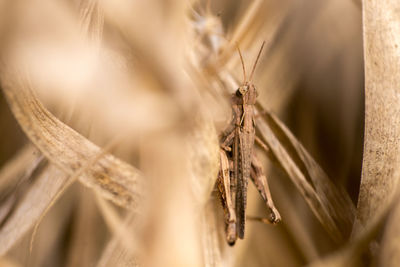 Close-up of insect on plant