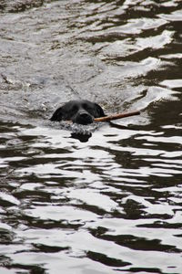 Duck swimming in water