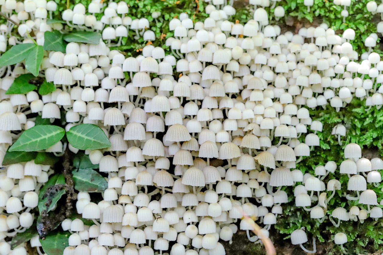 growth, day, no people, leaf, green color, nature, plant, plant part, white color, freshness, close-up, abundance, outdoors, beauty in nature, large group of objects, high angle view, full frame, vegetable, food, fungus