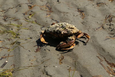 High angle view of crab on beach