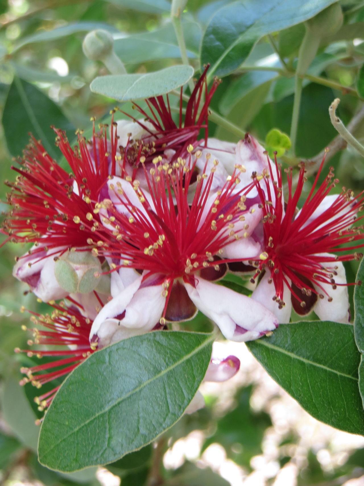 Acca sellowiana or pineapple guava