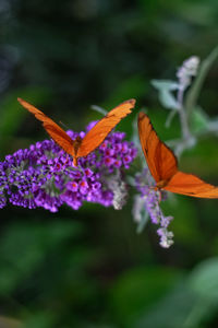 Close-up of butterfly pollinating on purple flower