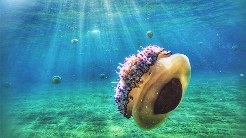 Close-up of jellyfish swimming in sea