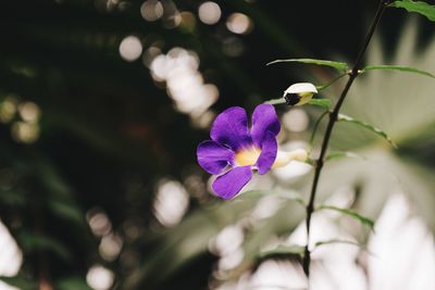 Close-up of purple flowering plant