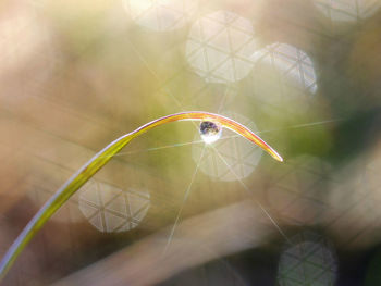 Close-up of object on wall