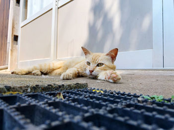 cat