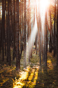 Sunlight streaming through trees in forest