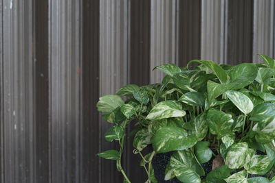 Close-up of green leaves