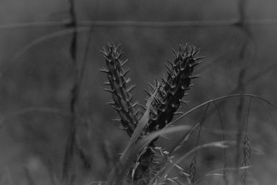 Close-up of plants