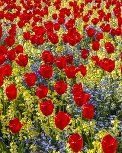 Full frame shot of red roses blooming outdoors