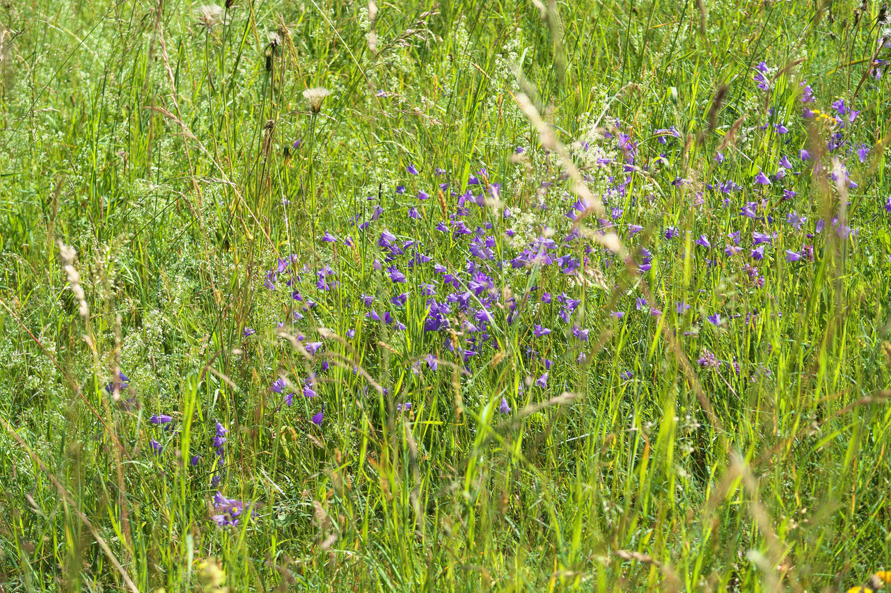 FLOWERING PLANTS ON FIELD