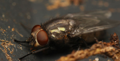 Macro shot of housefly on wood