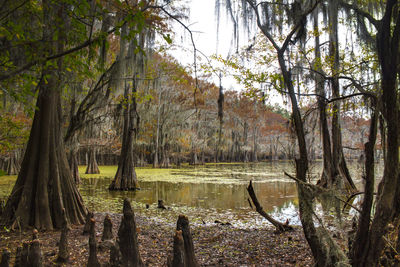 Scenic view of lake in forest