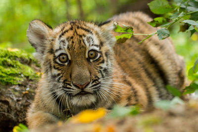 Close-up of tiger