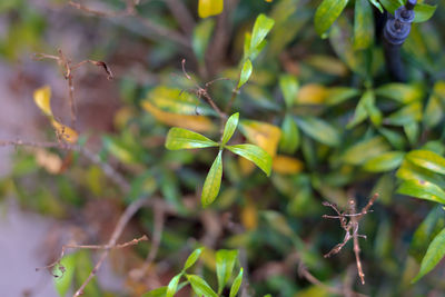 Close-up of green leaves on plant