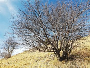 Bare tree on field against sky