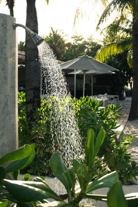 Close-up of flowering plants in yard