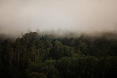 Dramatic view of thick mist over green trees in woods on overcast day