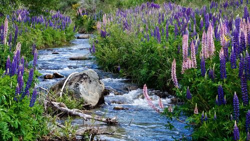 Purple flowers growing by plants