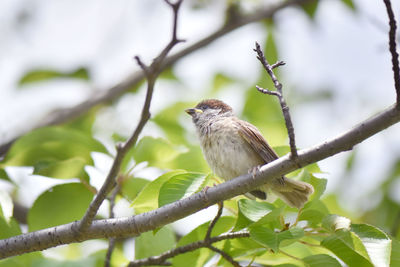 Low angle view of bird perching on branch