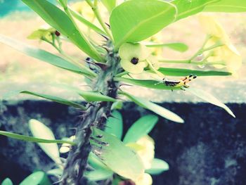 Close-up of plant