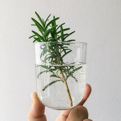 Midsection of person holding plant against wall
