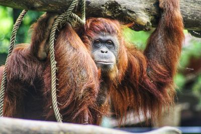 Close-up of orang utan looking at camera