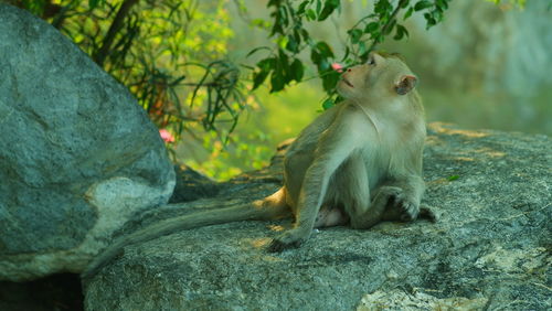 Monkey sitting on rock