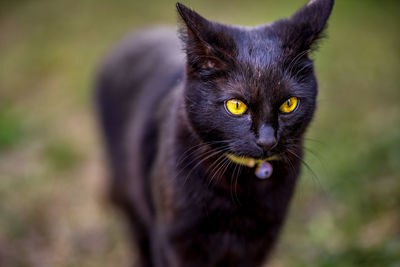 Close-up portrait of a cat