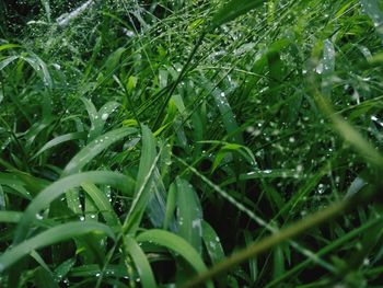 Close-up of water drops on grass in field
